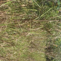 Phragmites karka (Retz.) Trin. ex Steud.